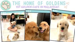 Use the search tool below and browse adoptable golden. 1st Golden Retriever Cafe In Malaysia L Cuddling Golden Puppies Home Of Golden Retrievers Youtube