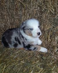Australian shepherd puppies looking for their new forever homes. Australian Shepherd Puppies For Sale Burr Oak Mi 315170