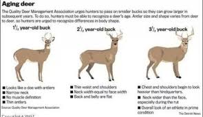 Pin By Dustin Norman On Hunting Outdoors Deer Hunting Tips