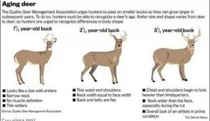 pin by dustin norman on hunting outdoors deer hunting tips