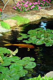 The Golden Koi Pond Lily Pads In The Self Realization Fellowship Meditation Garden Encinitas California Usa Meditation Garden Healing Garden Japanese Rock Garden