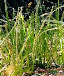 Image result for Cymodoceaceae