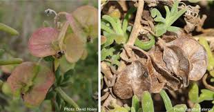 Image result for Tetragonia spicata