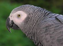 Grey Parrot Wikipedia