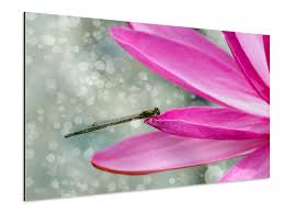 Oplage van 10 + 2ap. Aluminium Print Dragonfly On The Lily Pad
