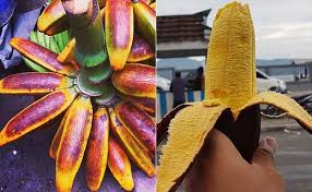 Buah pisang, seringkali disajikan di meja makan dalam kondisi 'cantik'. Khasiat Dan Misteri Pisang Tongka Langit Yang Belum Terpecahkan Beritabeta