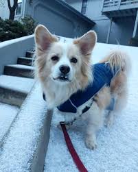 And they proved to be a fantastic friend, respectful and affectionate towards its family. Corgi Pomeranian Mix Puppy Novocom Top