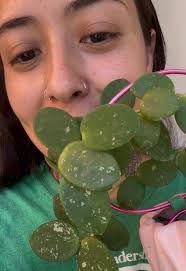 Experimentando con piñas: El ciclo de crecimiento en macetas