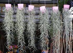 Spanish moss don't seemed to be receptive with another plant growing together with it. 31 Luftpflanzen Ideen Luftpflanzen Pflanzen Tillandsie