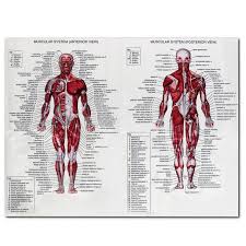 1pc Muscle System Posters Anatomy Chart Human Body Educational Home Decor Silk Cloth Body Muscle Wall Pictures 60 X 80cm