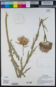 Image result for Cirsium  buchwaldii