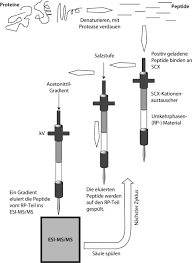 The protease can be used for the removal of affinity tags from fusion. Proteomics Springerlink