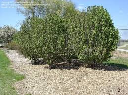 Full Size Picture Of Cornelian Cherry Dogwood Golden Glory I Cornus Mas I Side Garden Shade Trees Landscape Design