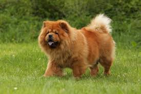 Try this dog trivia quiz and find out how well you know about the canines and test your smarts. What Dog Breed Is This Trivia Questions Quizzclub