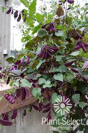 Image result for Lablab