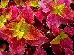 Image result for Coleus longipetiolatus