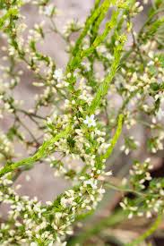 Image result for Sisyranthus imberbis