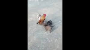 Chicken Vs Dog Fight Funny Dog Fight Videos Youtube There is no funny in this video. youtube
