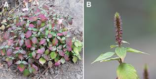 Image result for Achyropsis