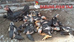Ciri Ciri Ayam Bangkok Betina Berkualitas Untuk Dijadikan Indukan Sabung Ayam Online Ayam Bangkok Ternak Ayam
