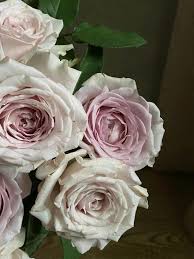 Rose【Creed｜クリード】- 1.5 Gal OwnRoot LivePlant ｜Takunori Kimura 2020 New｜信念|  Heat Resistant| Redolent| Award-winning|