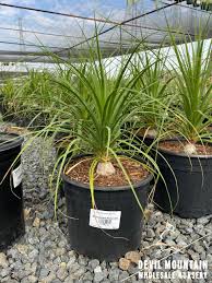 Image result for Beaucarnea recurvata