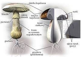 Większość z nich to saprobionty odżywiające się martwą materią organiczną, która pochodzi ze spróchniałych pni. Grzyby Wikipedia Wolna Encyklopedia