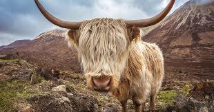 Since a cow is a mature female belonging to the species cattle, cow horns are well, horns on cows. The Highland Cow More Than Just A Hairy Face Rabbie S Travelfeels