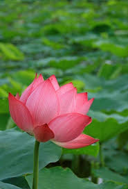 Lotus Flower Vietnam S National Flower Hoa Sen Hoa Sen