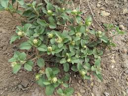 Image result for Acanthospermum australe