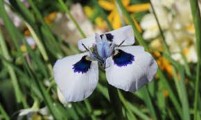 Image result for Moraea spathulata