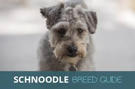 Schnoodle rescue and schnoodle adoption. Schnoodle Miniature Schnauzer And Poodle Cross Breed