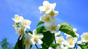 La pyracantha, dai piccoli fiori a stella dall'intensa fragranza. Fiori Profumati Idee Green