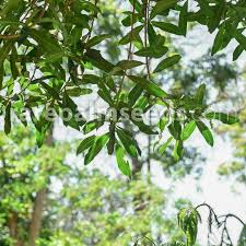 Image result for Warburgia ugandensis