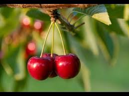 They are appropriate for gardens of all sizes. How To Grow Cherry Trees Complete Growing Guide Youtube