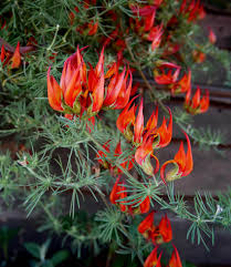 Image result for Lotus berthelotii