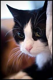 Beautiful Black And White Cat Pictures 