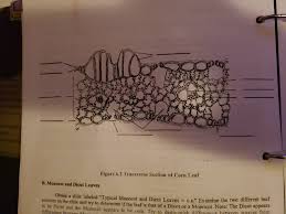 We did not find results for: Figure 6 2 Transverse Section Of Corn Leaf B Monocot Chegg Com