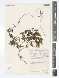 Image result for Tragia glabrata