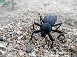 Black Beetle Stink Bug Black Beetle Black Beetle Beetle Black