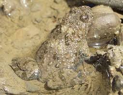 Gelbbauchunke Frosch Und Krote Krote Frosche