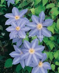 Эти клематисы получится вырастить каждому! Clematis Lawsoniana