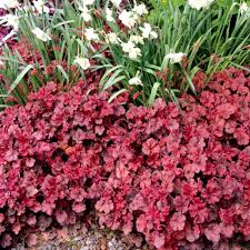 Heuchera Cherry Cola Terra Nova Nurseries Inc In summer, the plant also carries masses of bright cherry red flowers on strong compact stems. heuchera cherry cola terra nova