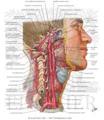 Click on the image for a larger look at it. Atlas Of Human Anatomy 3e