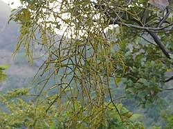 Image result for Viscum bagshawei