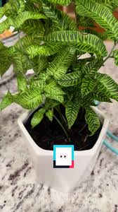 Image result for Coniogramme africana