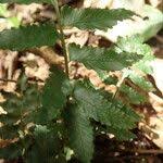 Image result for Asplenium macrophlebium