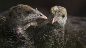 Maybe you would like to learn more about one of these? My Life As A Turkey Wild Turkey Fact Sheet Nature Pbs