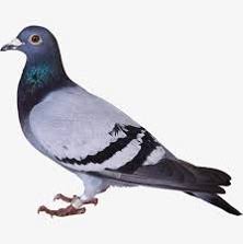Kabootar Meaning In Hindi And English A for apple b for boll, hindi varnamala, hindi alphabets, a se apple, apple, अ से अनार आ से आम, अ से से ज़ तक, a for apple b 4 ball, अ से अनार, क से कबूतर, हिंदी वर्णमाला, k se kabuter, a se anar, mango, cat. kabootar meaning in hindi and english