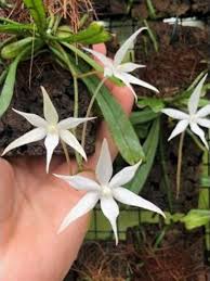 Image result for Aerangis kirkii